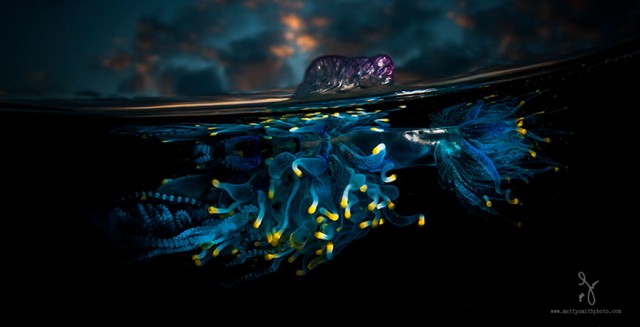 A-Parallel-Universe-My-Half-Underwater-Images-Show-What-Hides-Beneath-The-Waves1__880-640x327